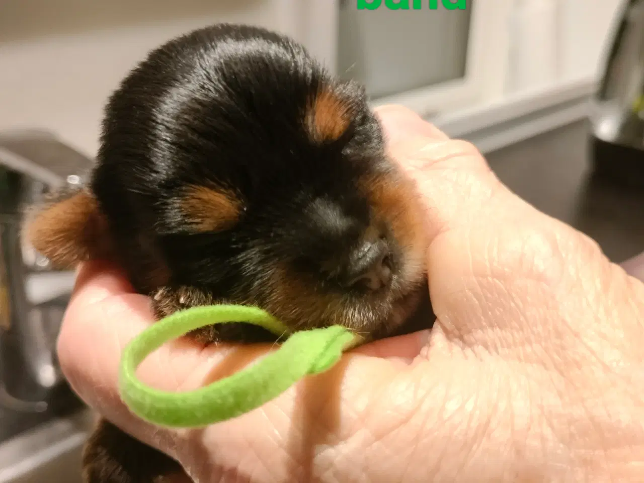 Billede 7 - Små søde Yorkshire Terrier hvalpe 