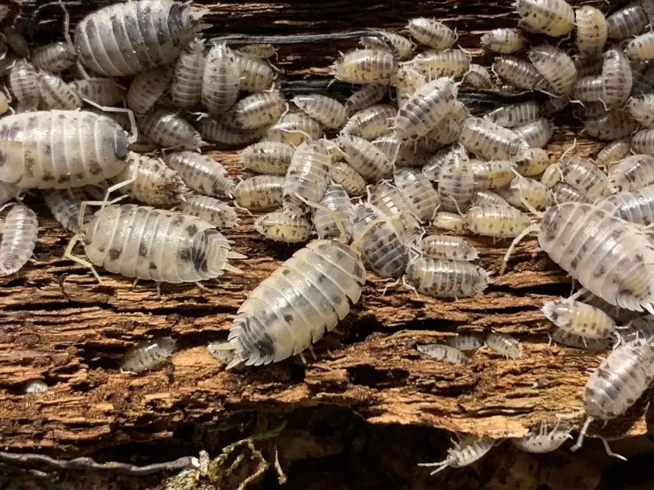 Billede 5 - Porcellio Laevis Dairy Cow sælges