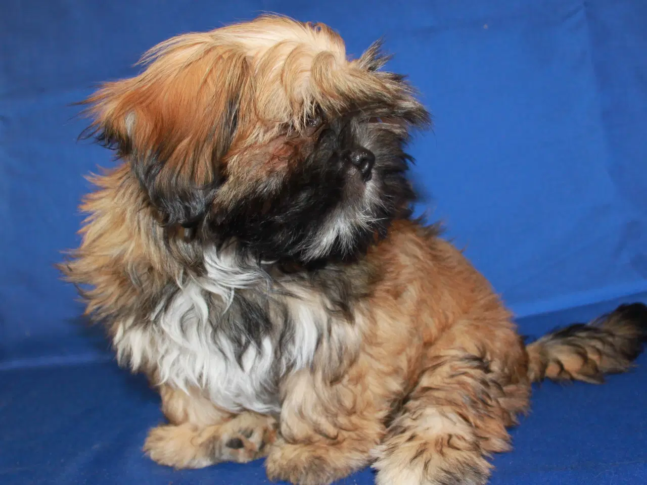 Billede 7 - Lhasa Apso hvalpe