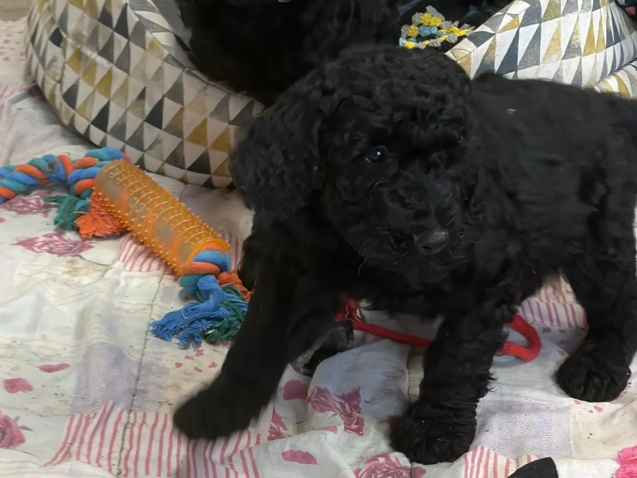 Billede 9 - Ægte mellem/stor puddel drenge må rejse nu !