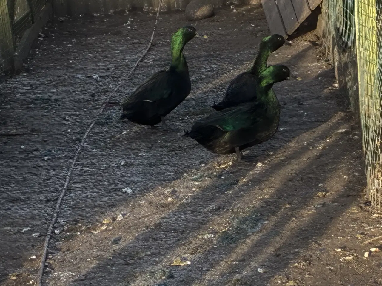 Billede 4 - Cayuca ænder