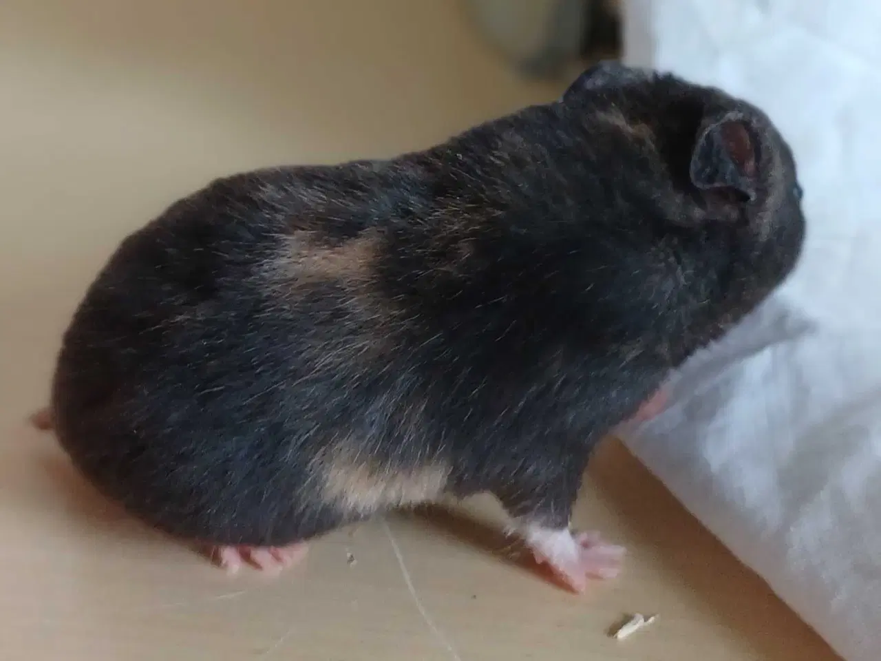 Billede 14 - Guldhamster unger