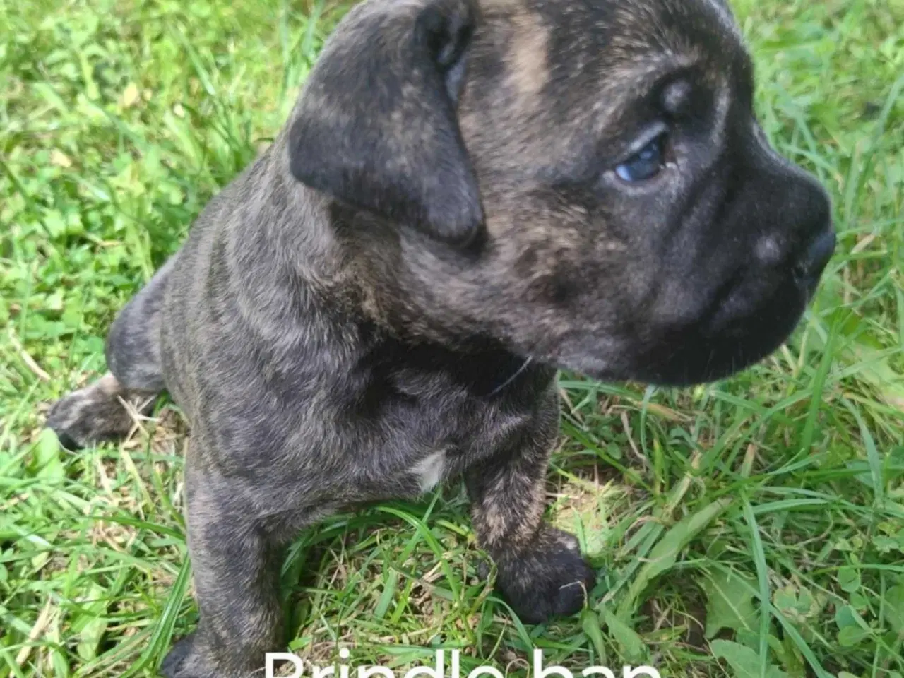Billede 4 - Bullmastiff hvalpe til salg