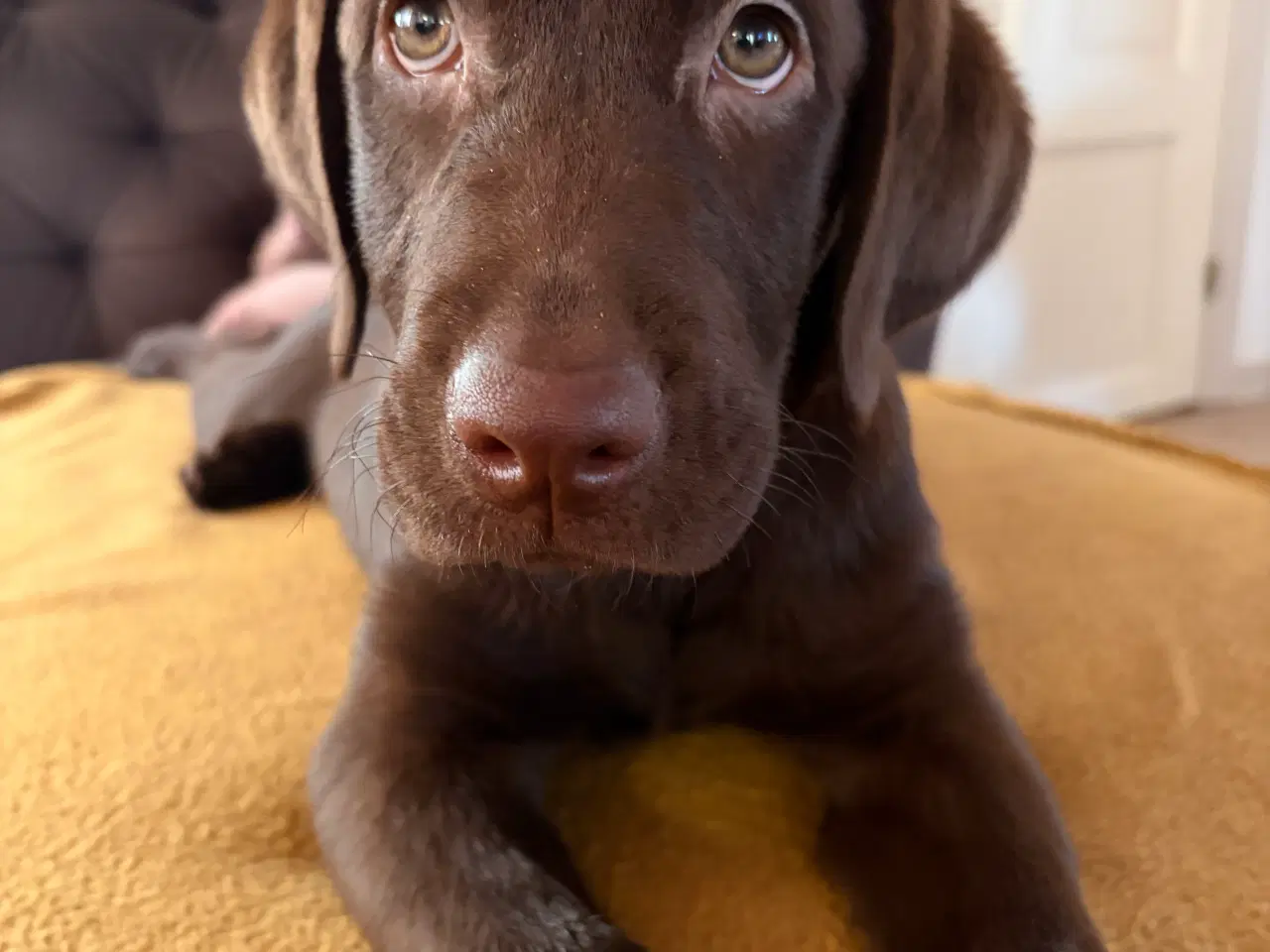 Billede 2 - Beautiful and energetic Labrador puppy - Healthy a