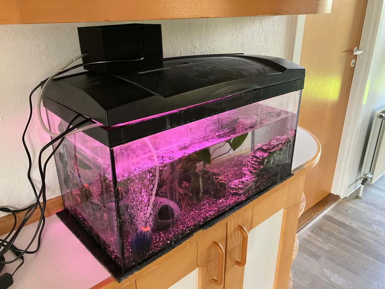 Billede 10 - Akvarium og fisk