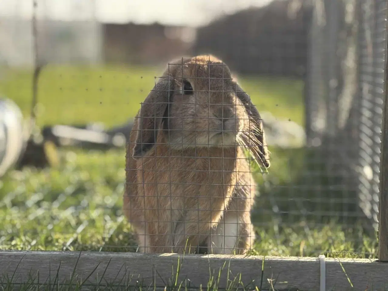 Billede 1 - Sød og kælen dværgvædder