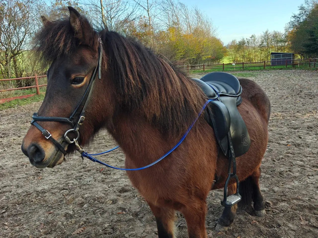 Billede 8 - Stor og cool ung islænder hoppe 