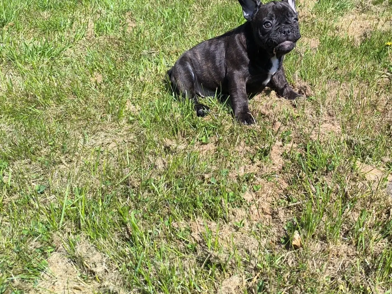 Billede 4 - DK fineste fransk bulldog hvalpe !!!!!!