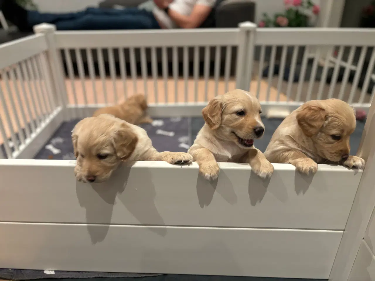 Billede 5 - UDLEJES - Hvalpegård med tæpper og tilbehør