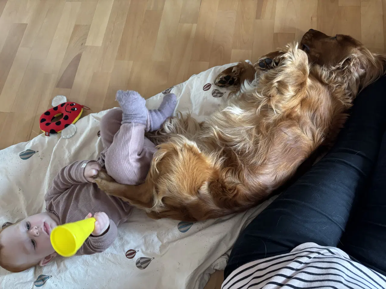 Billede 6 - Til parring - IKKE salg 