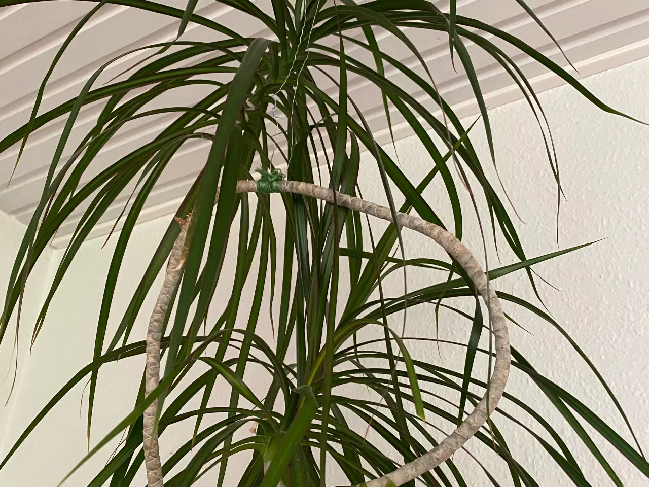 Billede 2 - Høj palme
