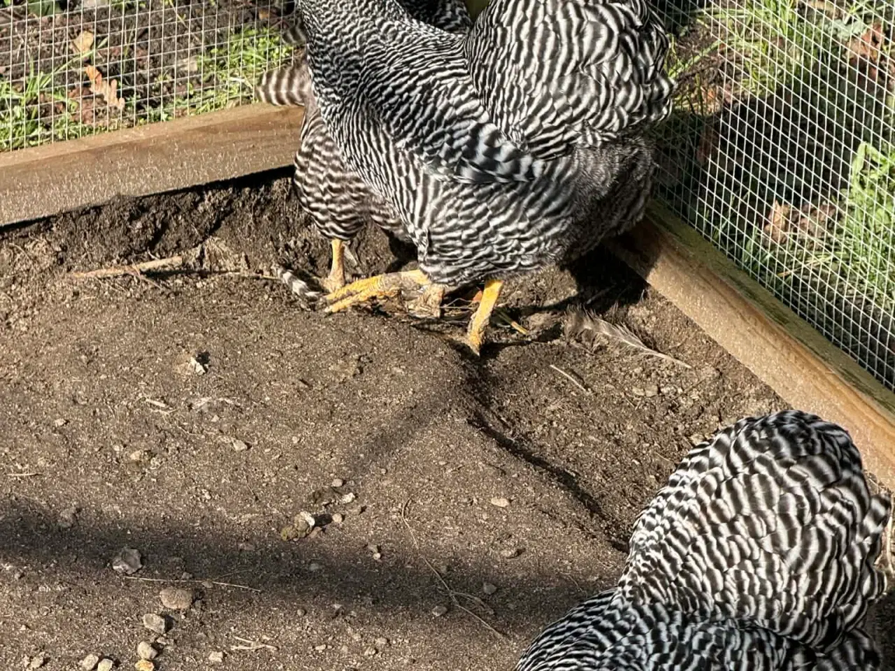 Billede 2 - 3 Tværstribede dværg Wyandotter