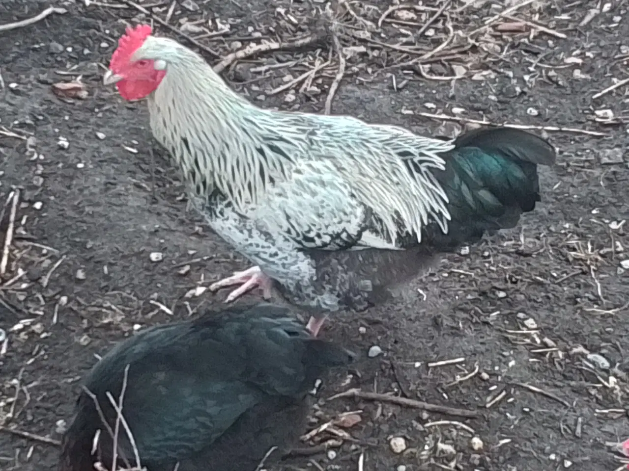 Billede 3 - Hane fra juni 2025