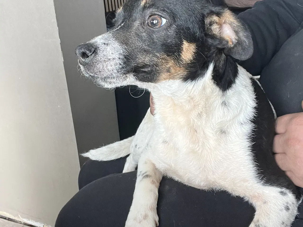 Billede 2 - Dansk svensk gårdhund