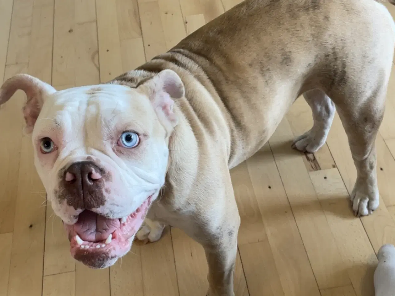 Billede 2 - Old Englisch bulldog