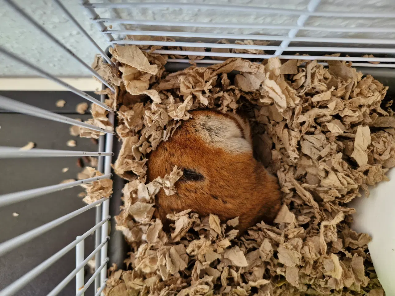 Billede 6 - Guldhamster ca 9 måneder gammel. Han hedder Martin