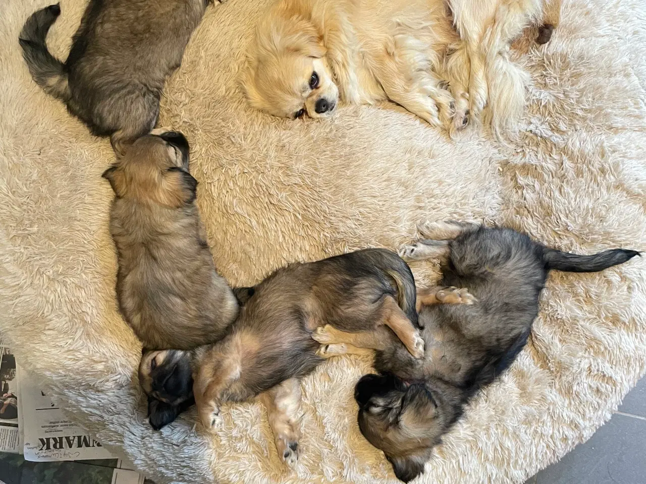 Billede 4 - Tibetansk spaniel