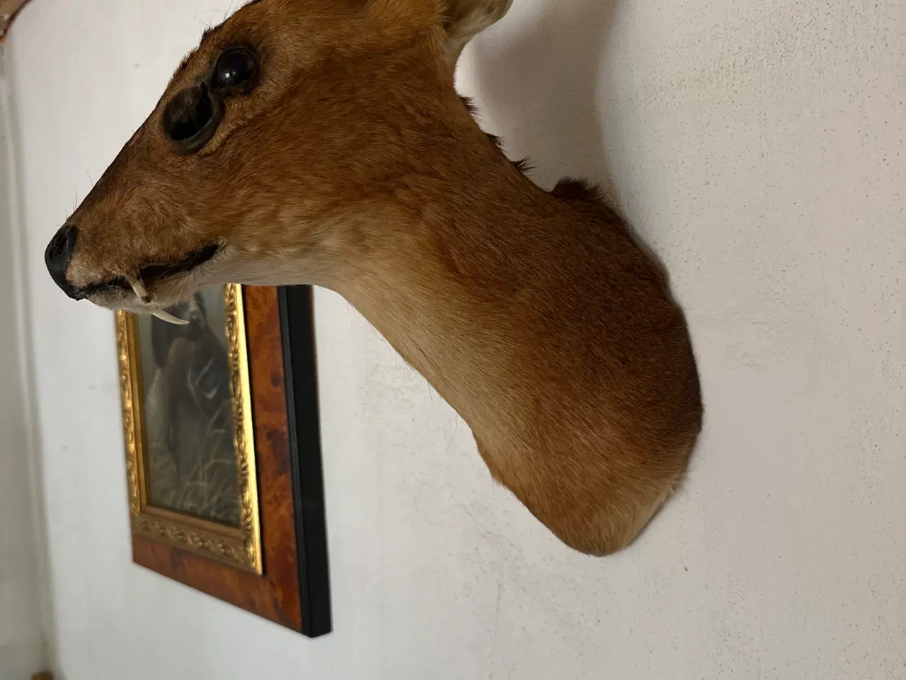 Billede 2 - Muntjac + CWD