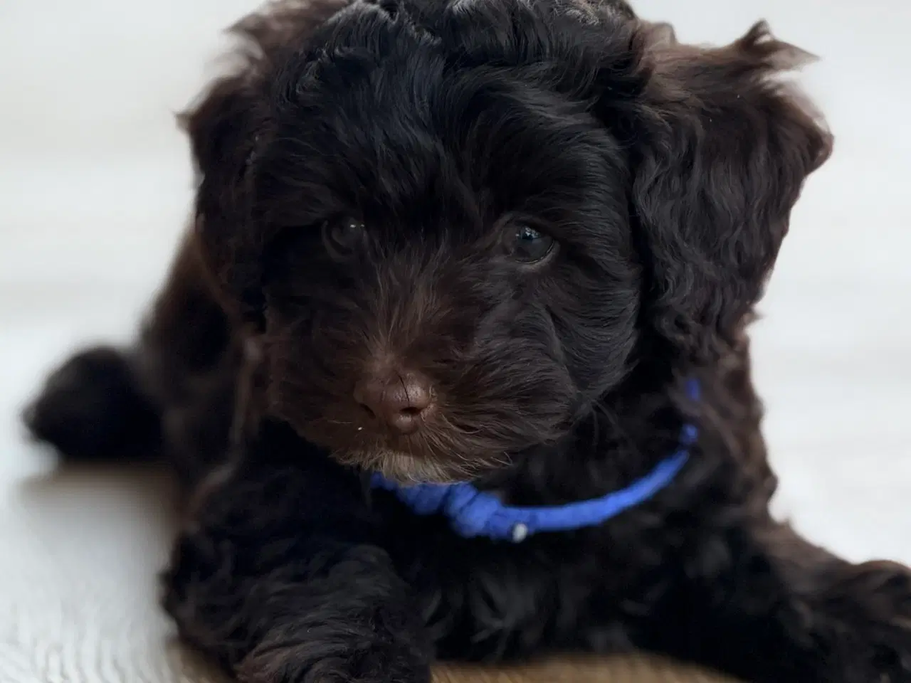 Billede 2 - Chokolade brune Havapoo drenge