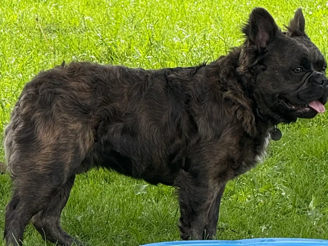 Billede 7 - Fransk bulldog fluffy med stamtavle
