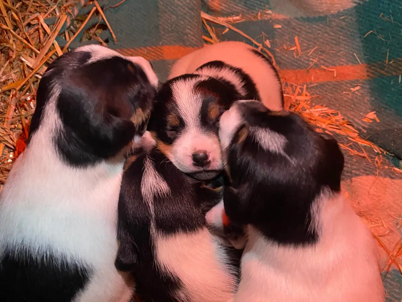 Billede 3 - Dansksvensk gårdhund til salg