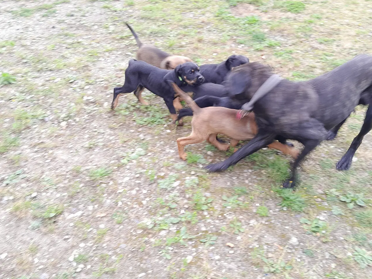 Billede 4 - Cane Corso blandings Hvalpe. d 31.08.25. 3 retur. 