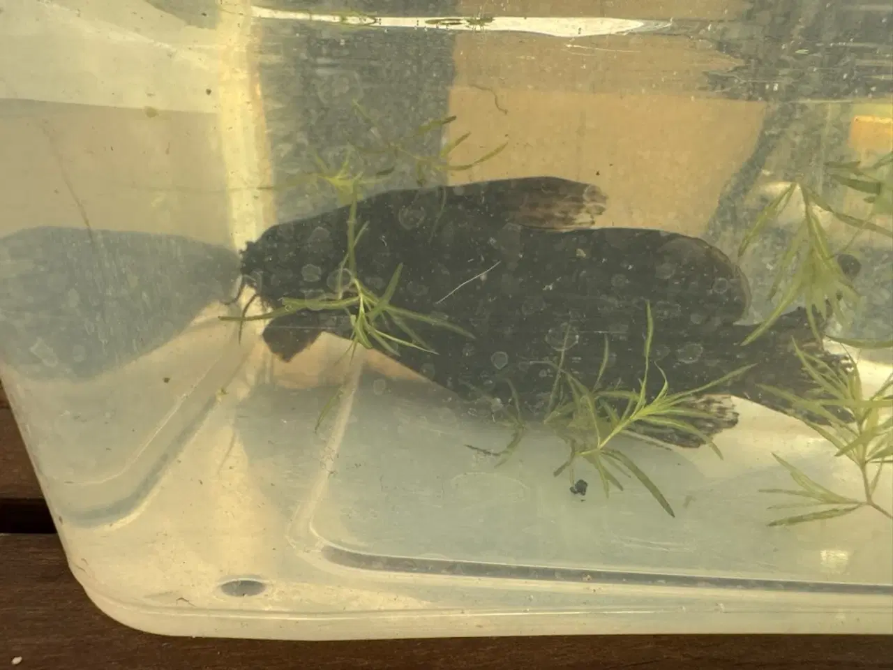 Billede 1 - Malle Synodontis fra Afrika