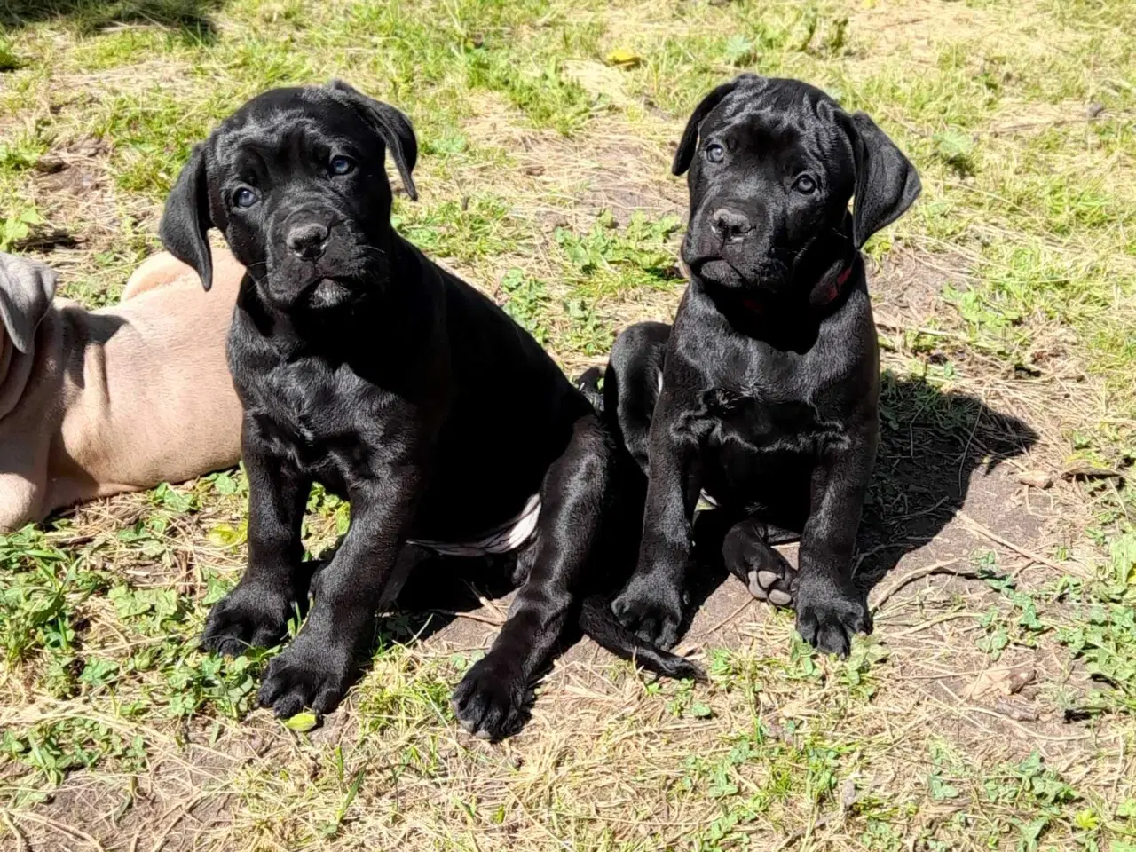 Billede 10 - Cane corso hvalpe