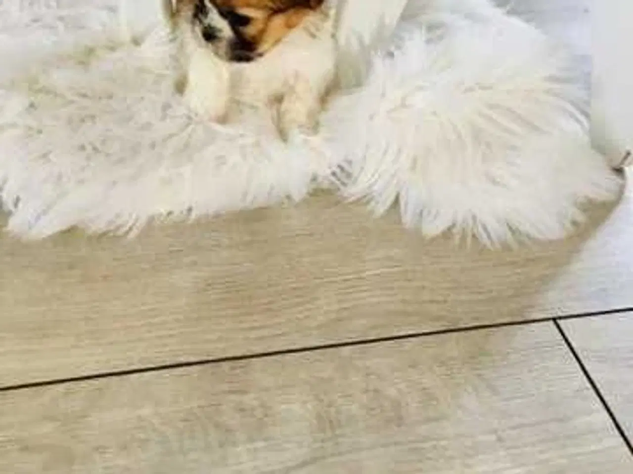 Billede 11 - Tre smukke SHIT TZU...🥰🥰🥰