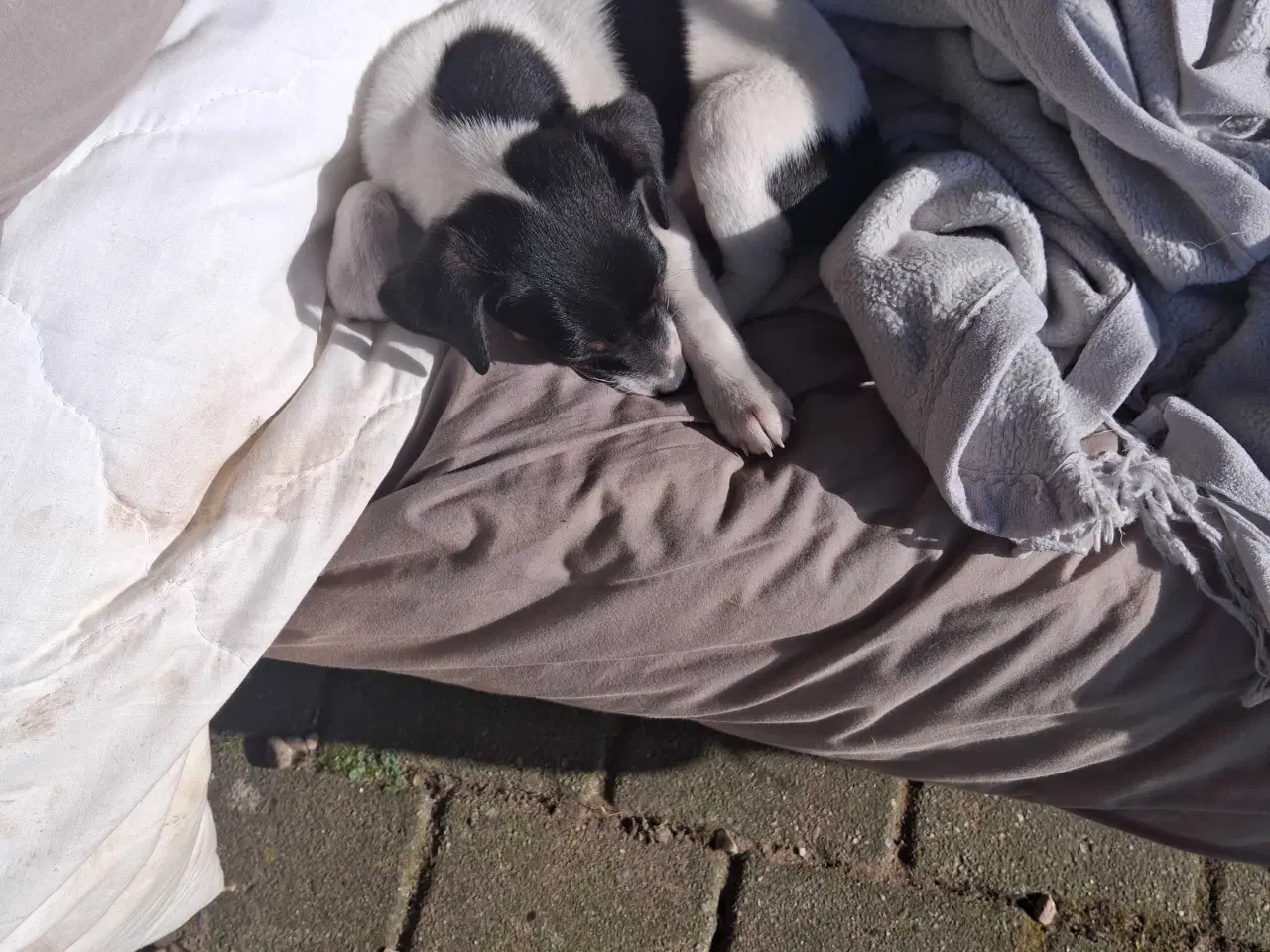Billede 7 - Dansksvenskgårdhund hvalp