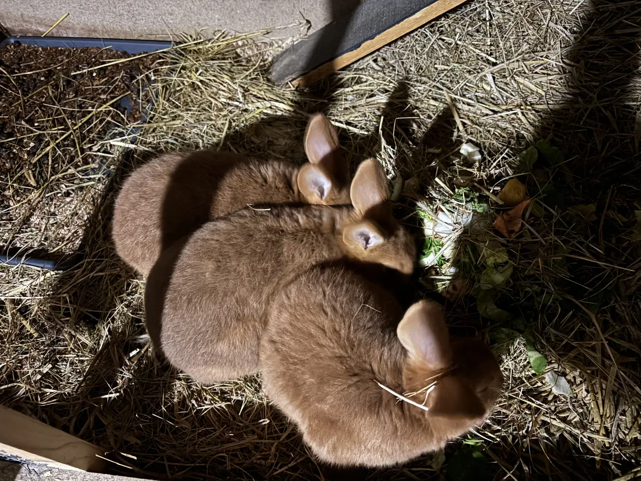 Billede 4 - New Zealand red han kaniner