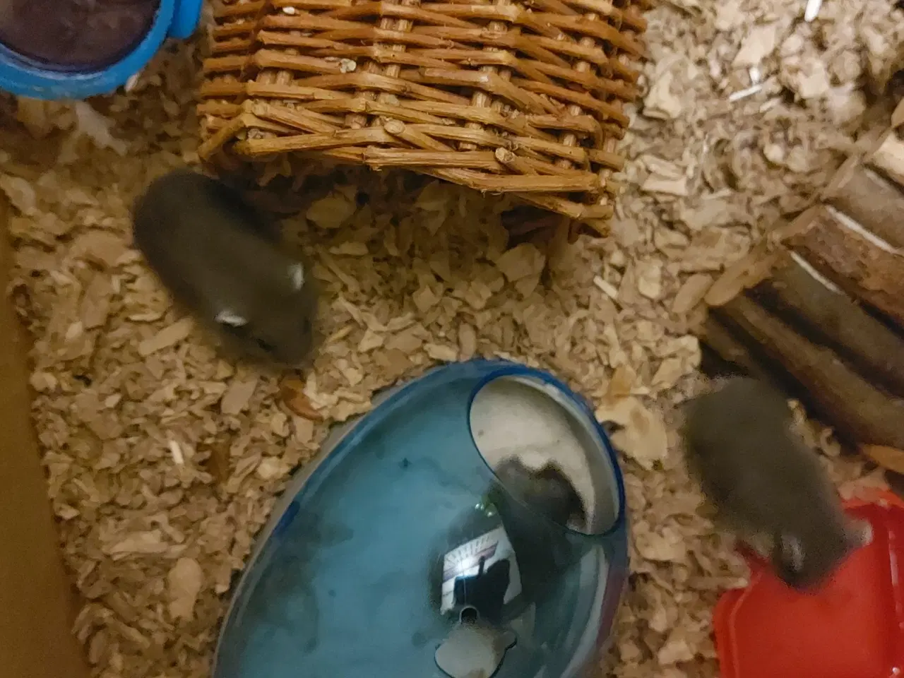 Billede 4 - Dværg hamster unger