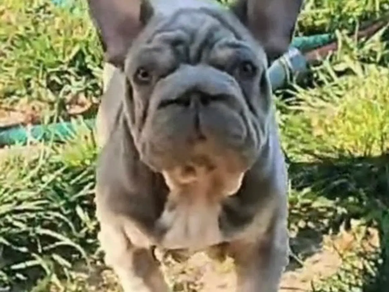 Billede 1 - Fransk Velvet bulldog dreng.