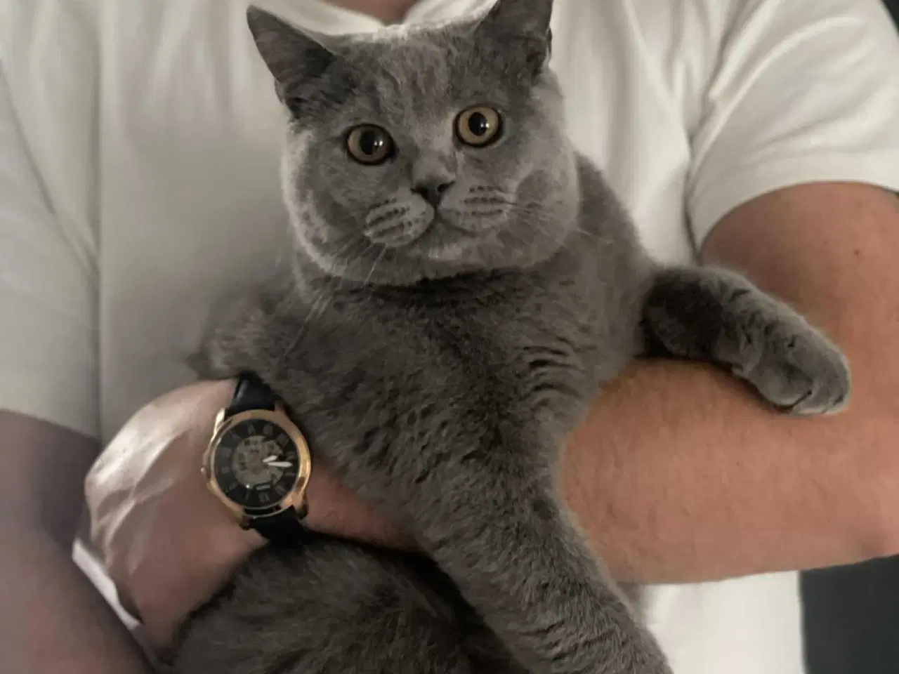 Billede 6 - British shorthair til salg katte