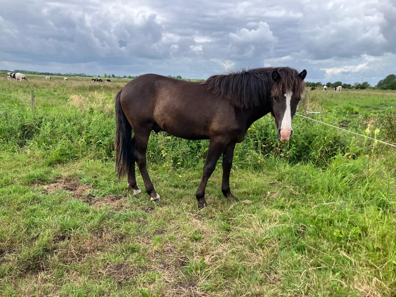 Billede 3 - Ponyhingst 1 år, 