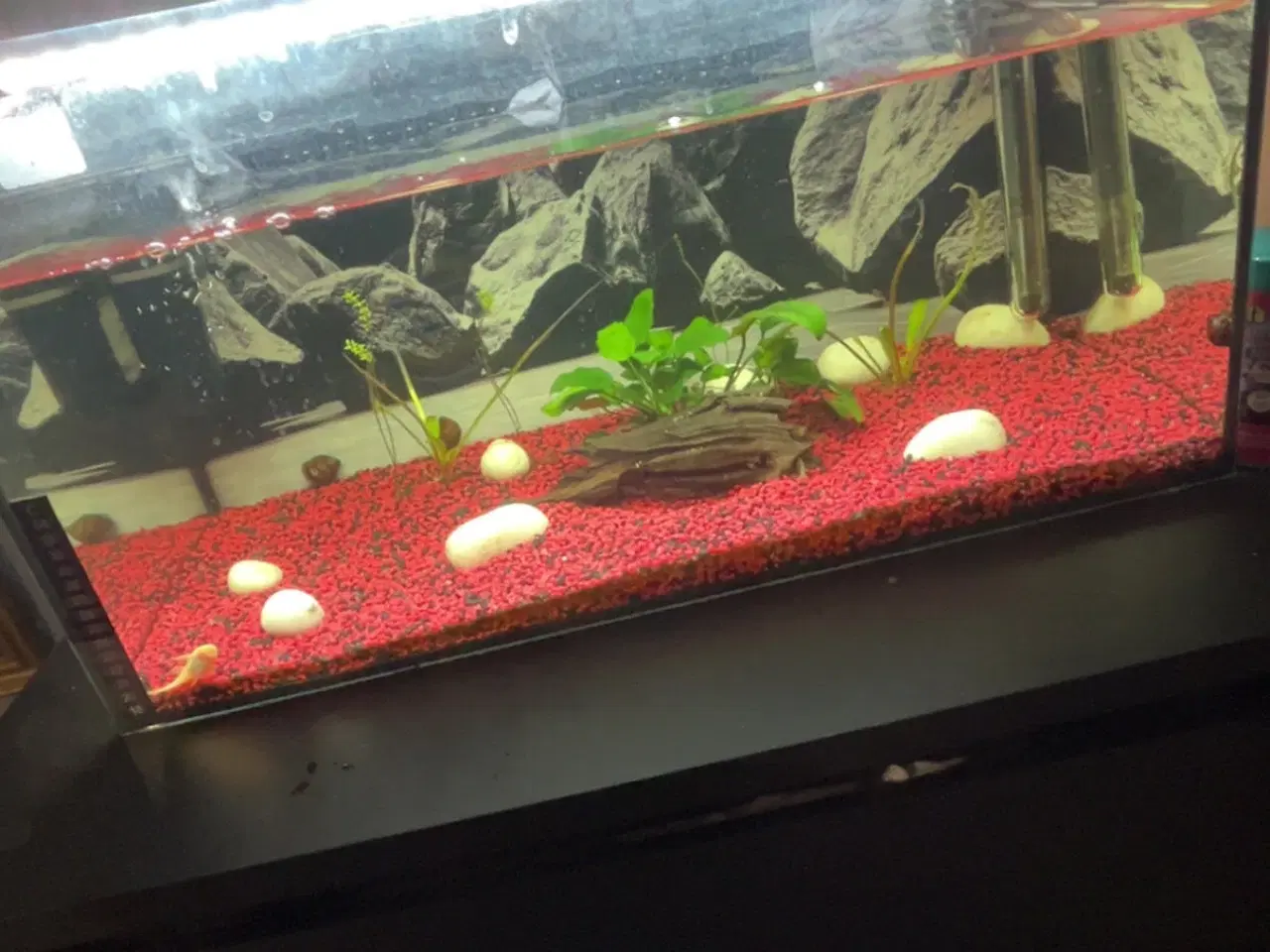 Billede 1 - 50L akvarium