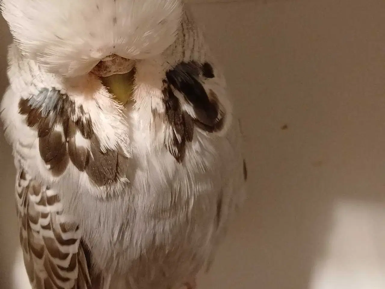 Billede 7 - 1 par Engelske undulater