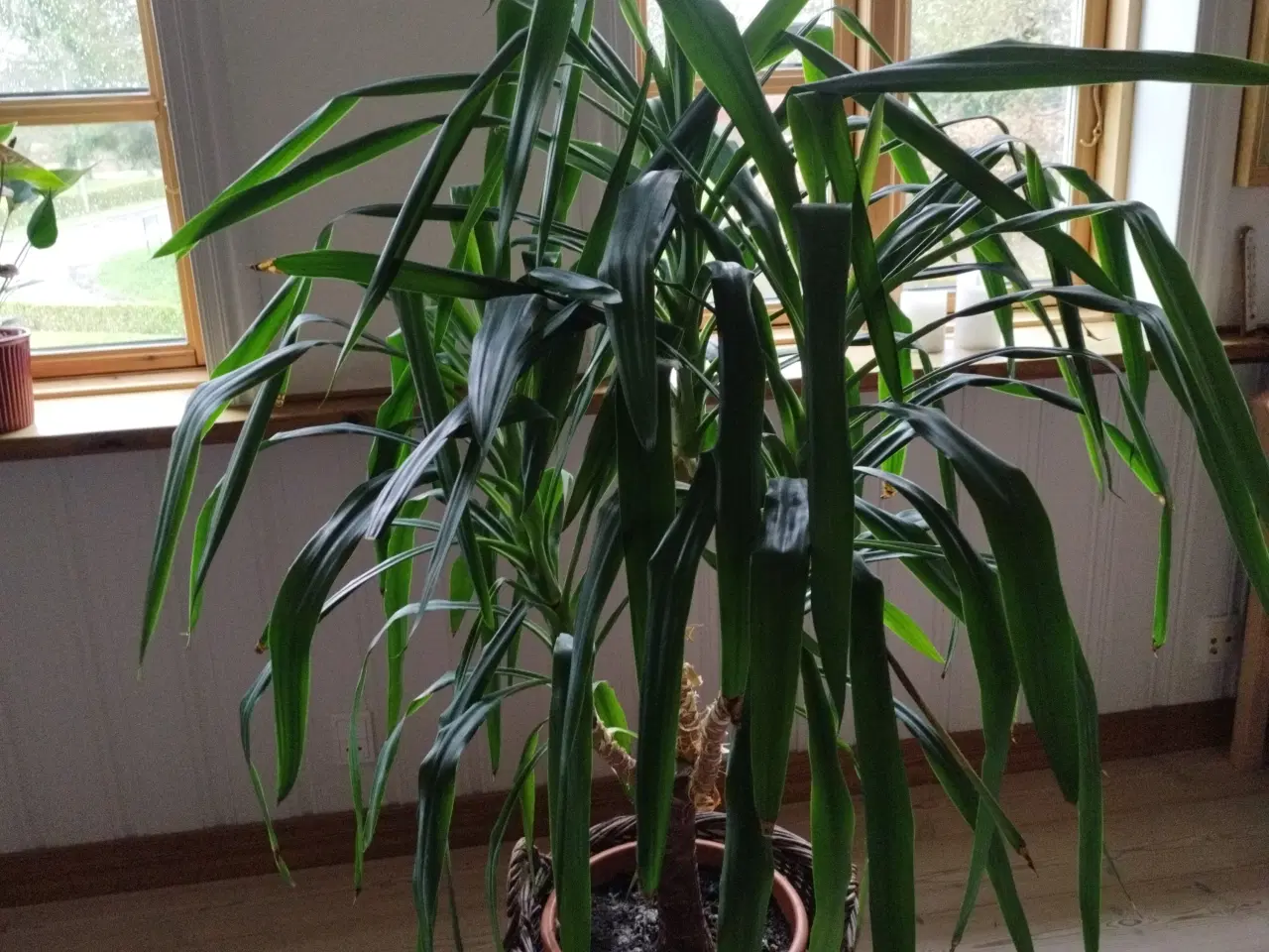 Billede 3 - Grøn plante Elefantfod Yucca  160 cm