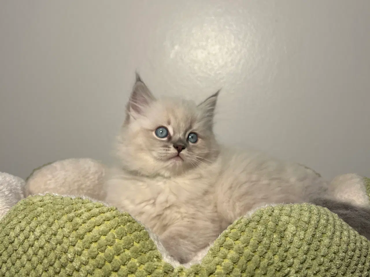 Billede 5 - Ragdolls killinger med speciel baggrund