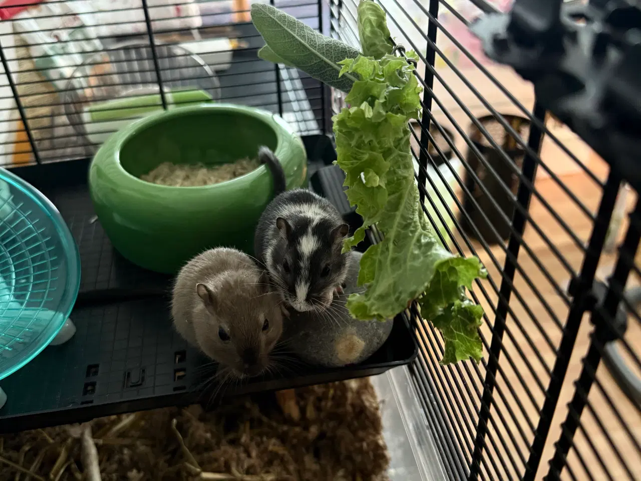 Billede 8 - 2 søde ørkenrotte-hanner søger nyt hjem 🐭✨