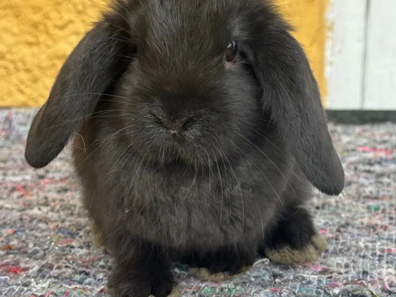 Billede 5 - Han Dværgvædder unge sælges 