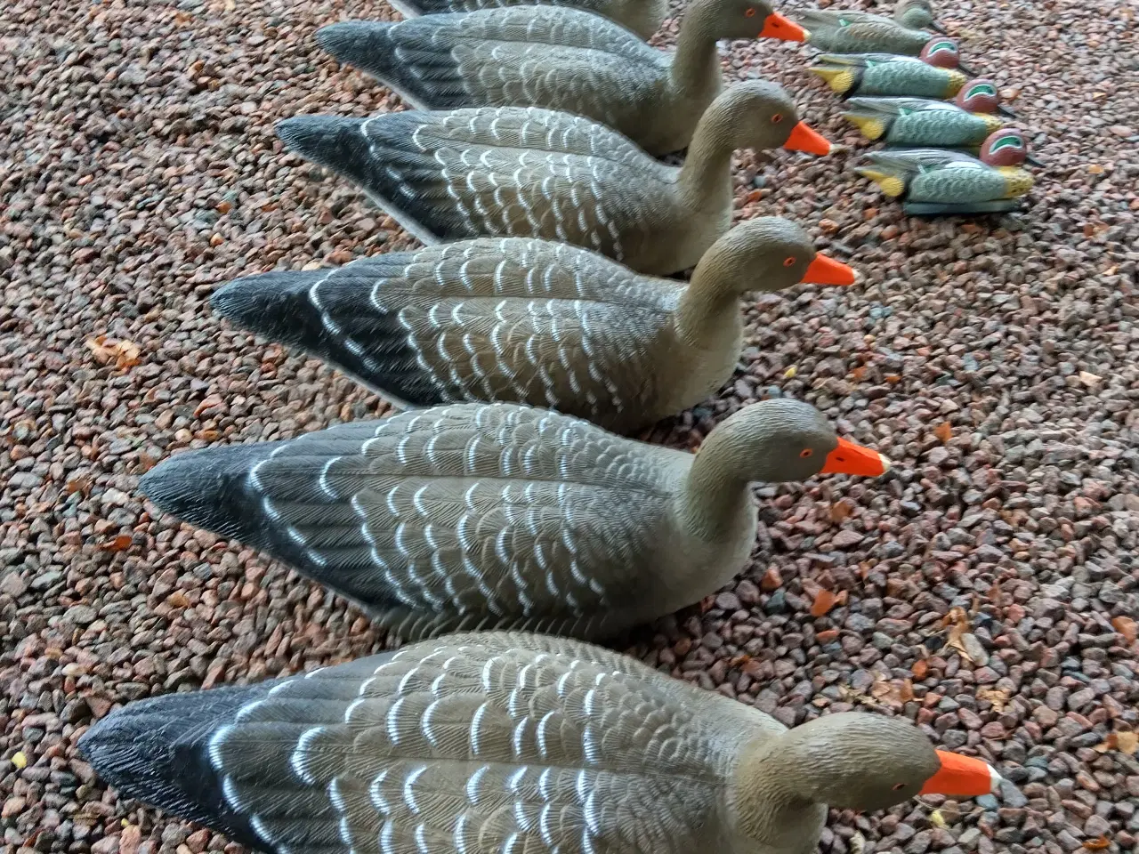 Billede 5 - Lokkegæs og Lokkeænder Flydende 