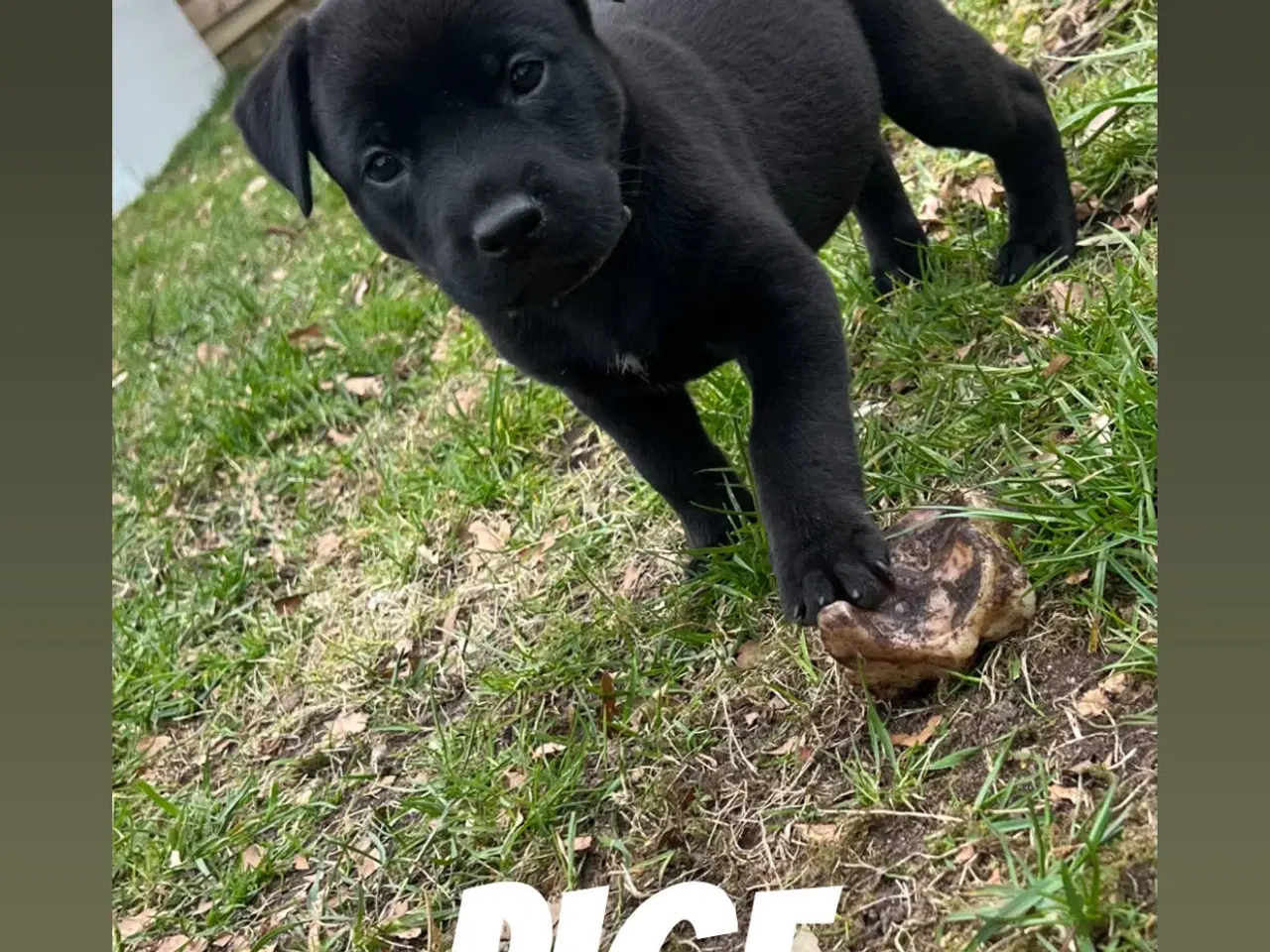 Billede 3 - Blandingshvalpe 