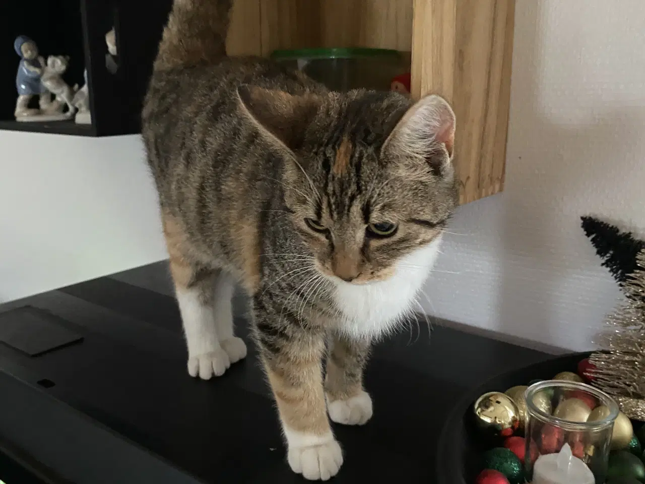 Billede 1 - 2 hun kattekillinger sælges