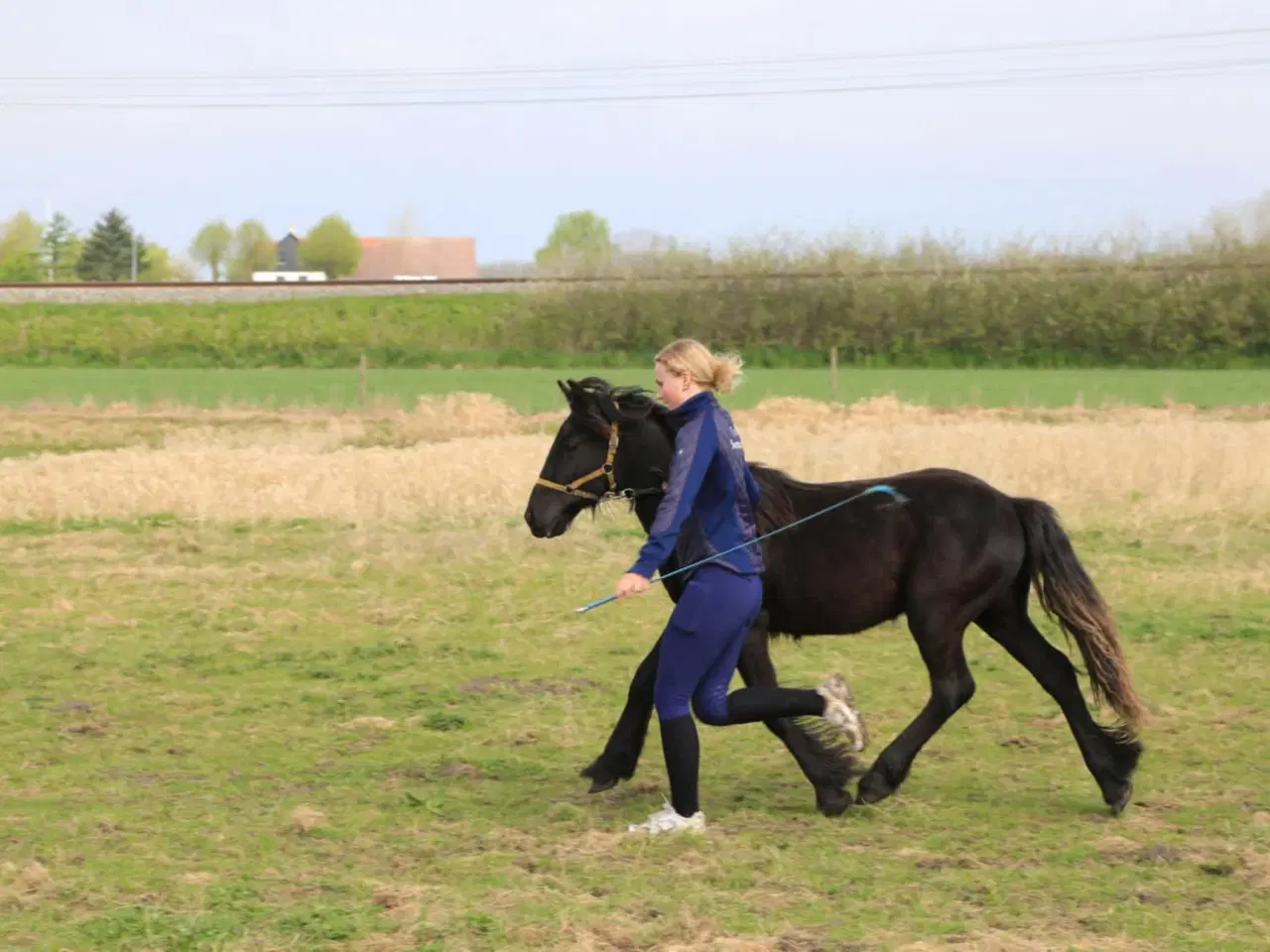 Billede 2 - 1 års fell hingst 