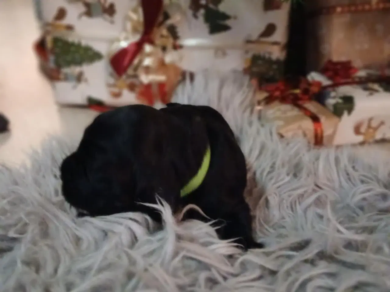 Billede 8 - Cocker Spaniel hvalpe sælges