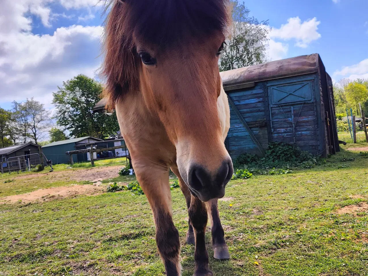 Billede 2 - Lækker blid vallak