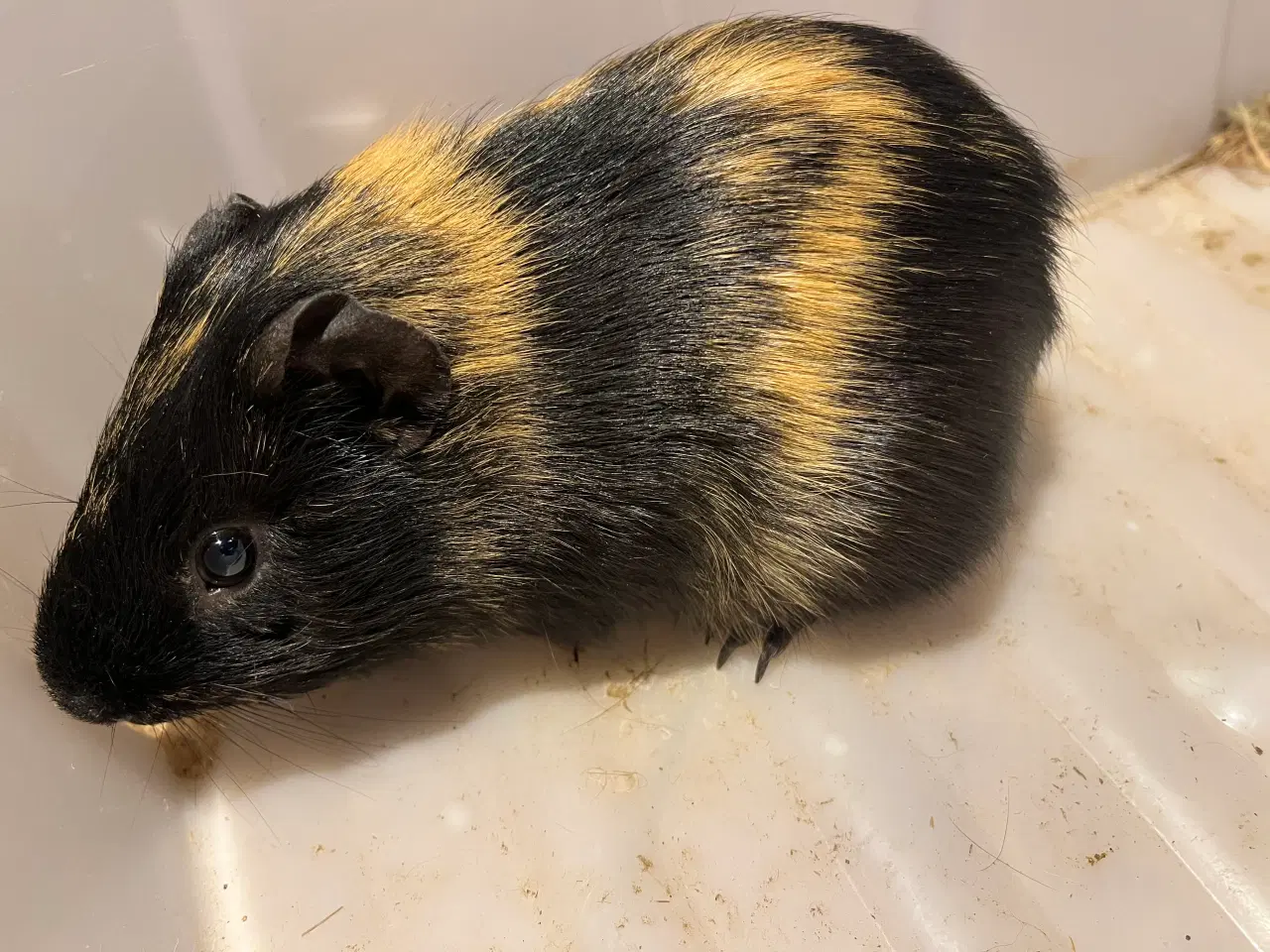 Billede 4 - Marsvin drenge