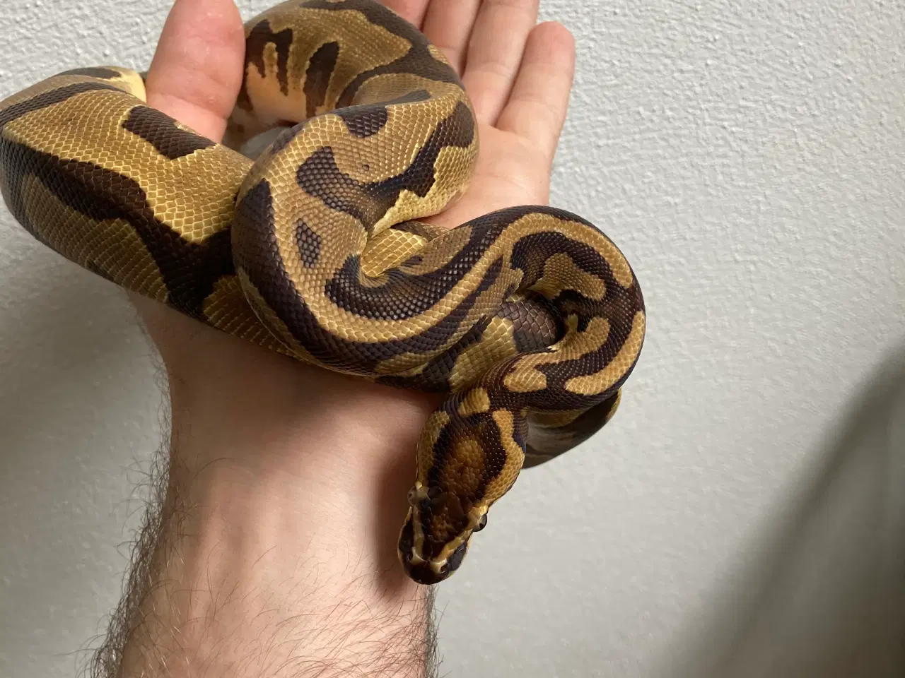 Billede 3 - Kongepyton 0.1 Enchi leopard