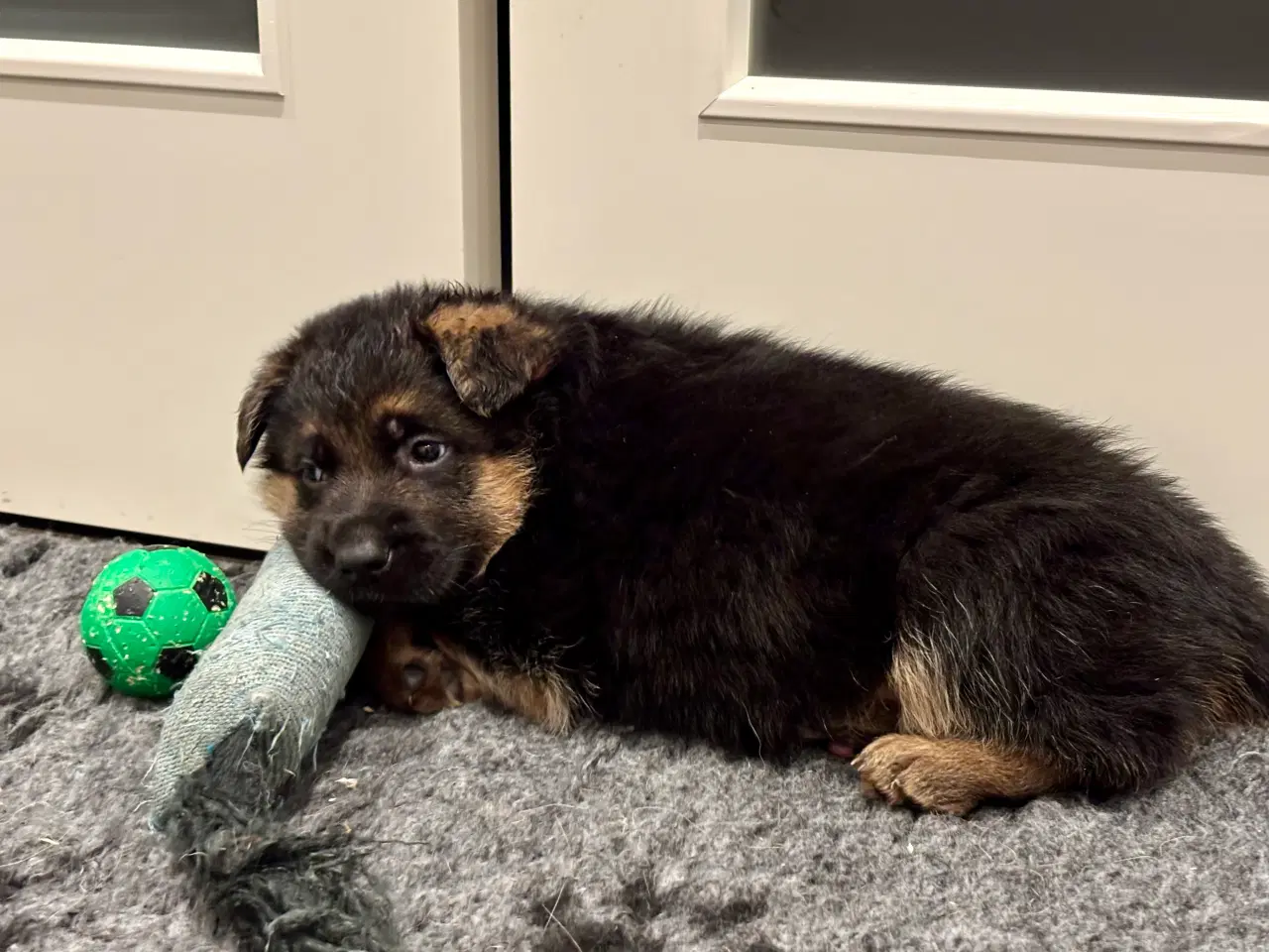 Billede 1 - Schæferhvalpe med stamtavle